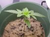 plants 003.jpg