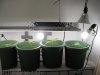 plants 006.jpg