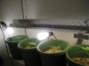 plants 005.jpg