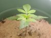 plants 004.jpg