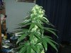 DSCF0323.jpg
