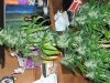 DSCF0336.jpg