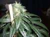 DSCF0299.JPG