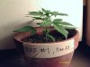 weed plants 042.jpg
