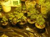 purps 018 [Desktop Resolution].jpg