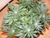 week 4 bag seed.jpg