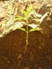 Long_stem[1].jpg