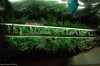 growcloset14jan10.jpg
