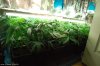 grow2closet14jan10.jpg