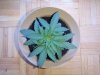 baby plant.jpg
