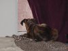 watch dog.jpg
