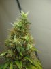 8weeks1dayflower 001.jpg