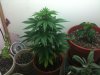 superskunk8.jpg
