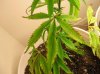 Picture 004.jpg