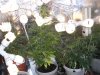DSCN1601.jpg
