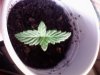 Seedling5.jpg