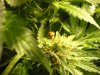 Ladybug on a bud.JPG