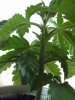 weed plants 3 111.jpg weed plants 3 111.jpg