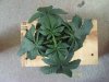 weed plants 3 115.jpg weed plants 3 115.jpg