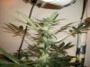plants 007.jpg