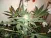 plants 008.jpg