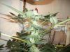 plants 006.jpg