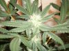 plants 009.jpg
