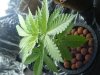 grow and reyana prego 005.jpg