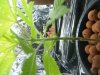 grow and reyana prego 008.jpg