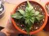 DSC04425.jpg