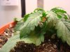 DSC04426.jpg