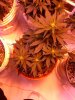 flwr day 10 010.jpg