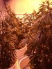 flwr day 10 012.jpg