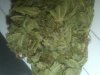 my bud2.jpg