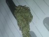 my bud.jpg
