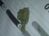 my bud3-1.jpg