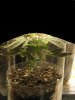 plants 082.jpg