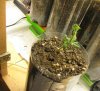 plants 084.jpg