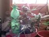 jowisema-albums-pics-picture104244-12010-still-26-days-flowering.jpg