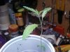 Little Danks.jpg