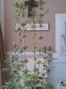grow 023.jpg