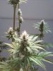 grow 021.jpg