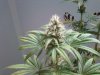 grow 022.jpg