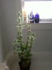 grow 020.jpg