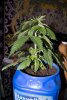 DSC_0067 sz.jpg