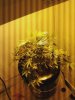 Plant Pic 6.jpg