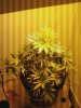 Plant Pic 7.jpg