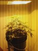 Plant Pic 8.jpg