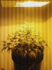 Plant Pic 9.jpg