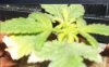 sick plant.jpg